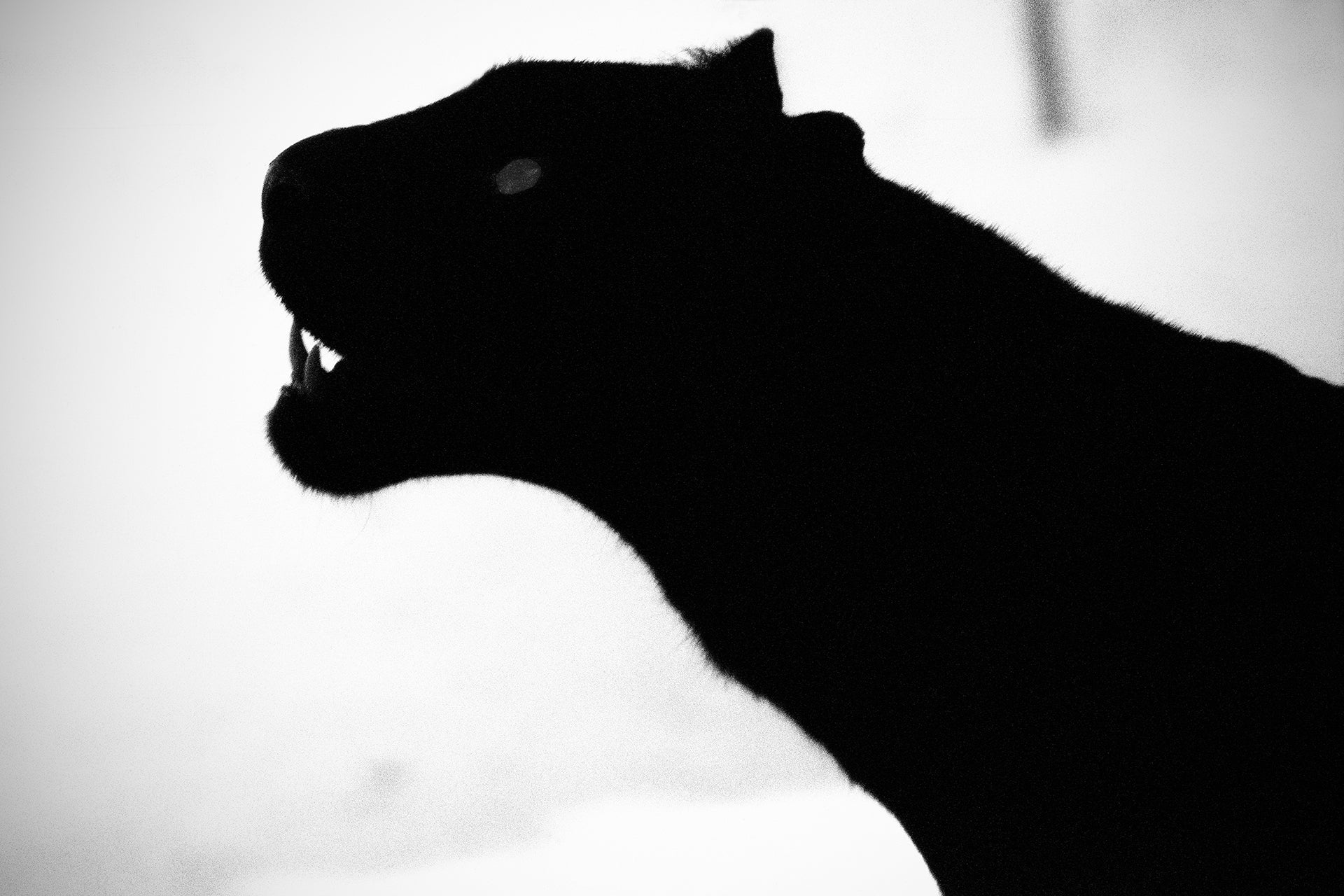 Limited Edition, Signed Fine Art Print - Award Winning Image -