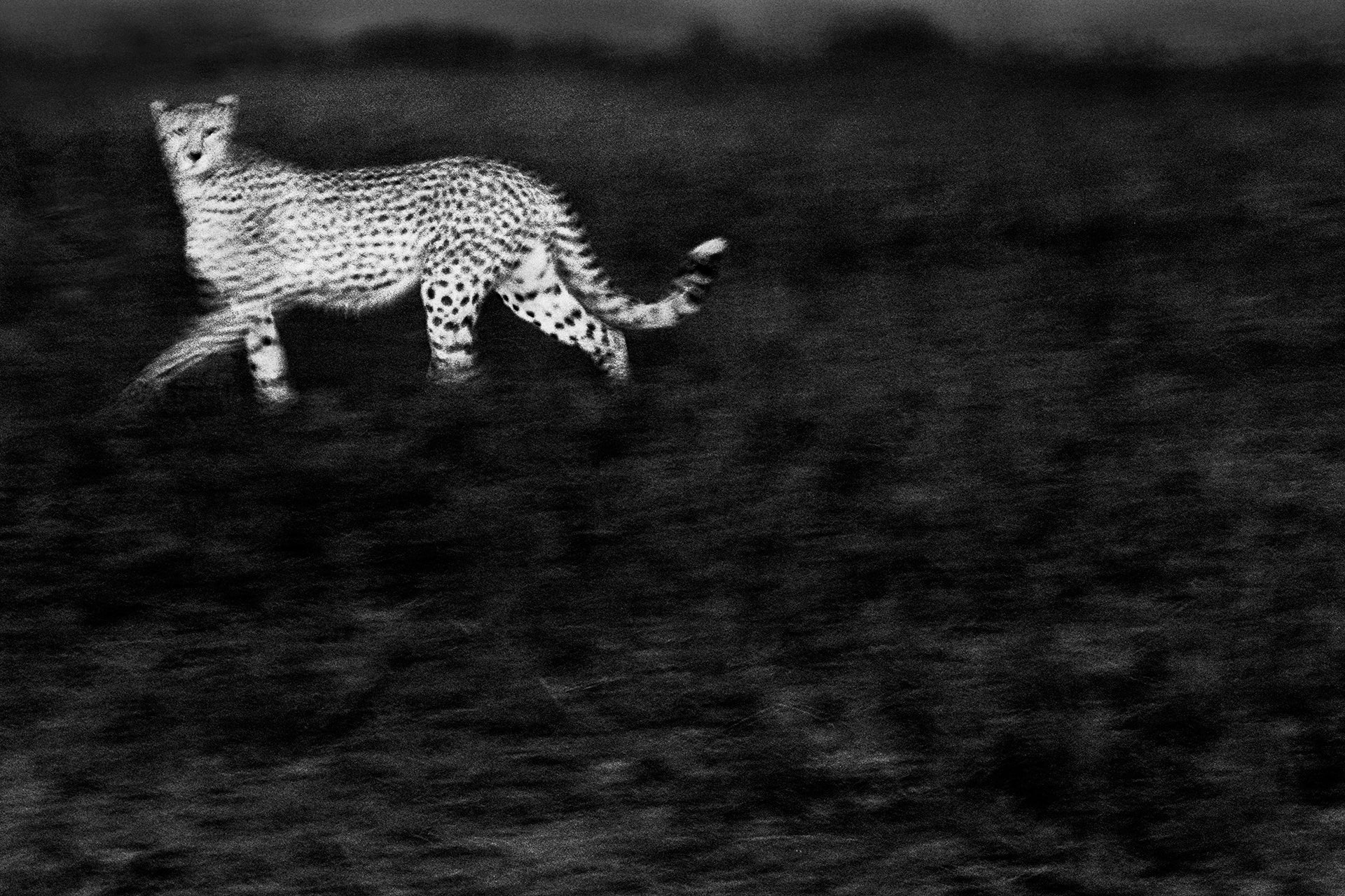 Limited Edition, Signed Fine Art Print - Award Winning Image -