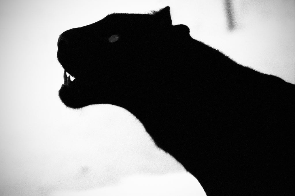 Fine Art Print - Award Winning Image